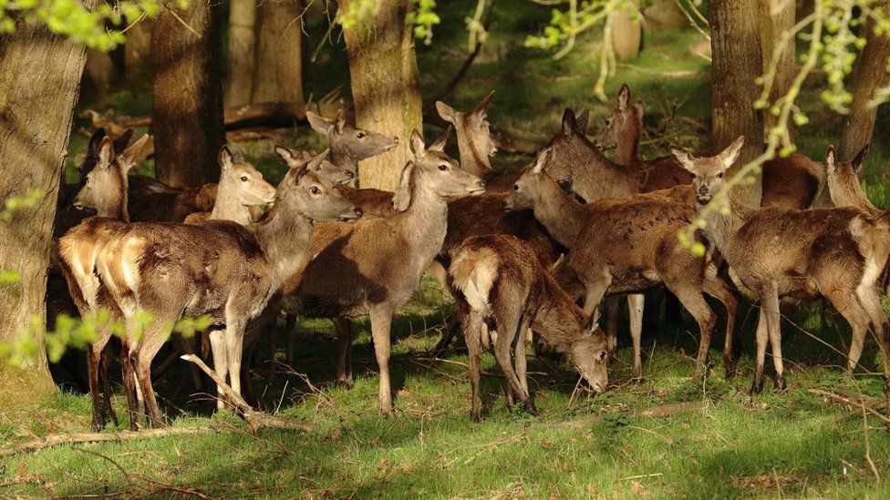 Hunting deer for venison 'could help birds thrive' - BBC News