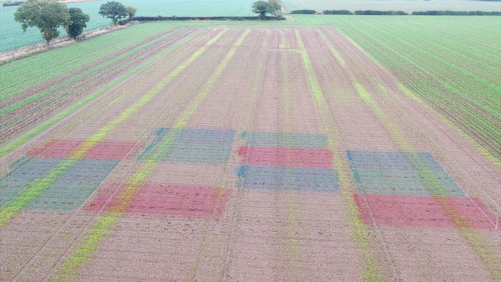 Coloured fields as part of "camo-cropping" trial