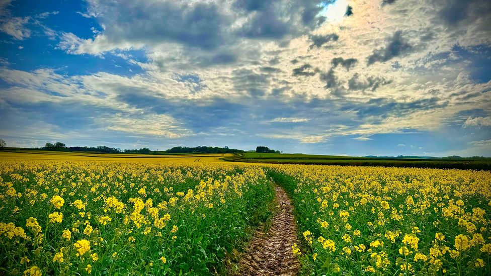 Beautiful flowers in the sunshine photographed by Weather Watcher Moxley at Blandford Forum