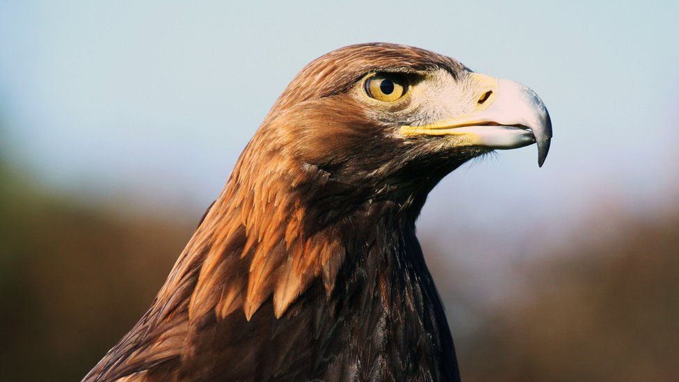 Golden eagles from the Highlands may be released in southern Scotland ...