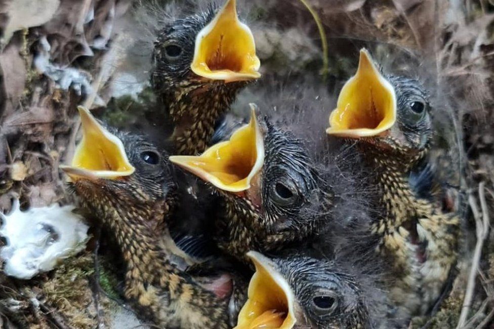 What To Feed Baby Birds When Found