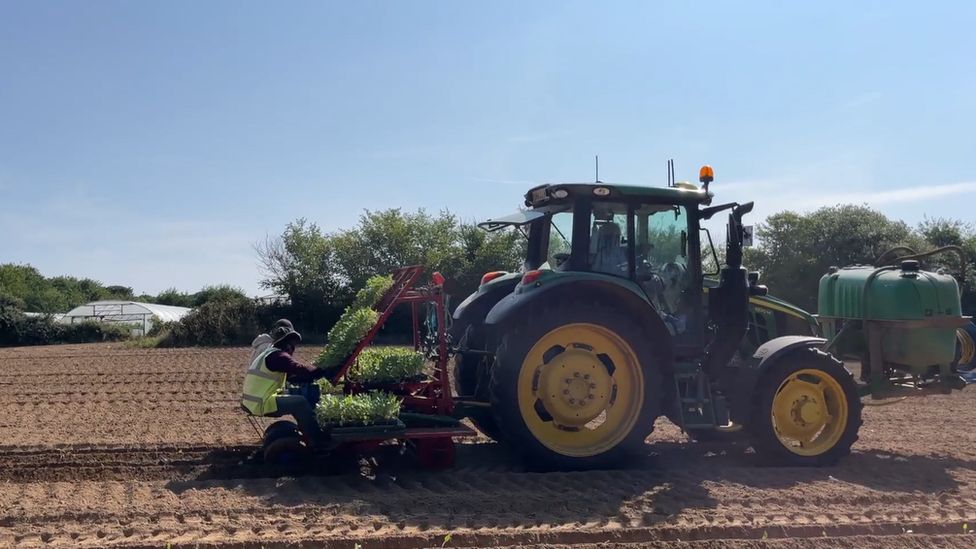 Jersey Farmers' Union appoints new president BBC News