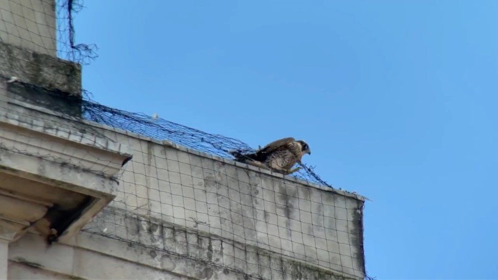 Peregrine on building