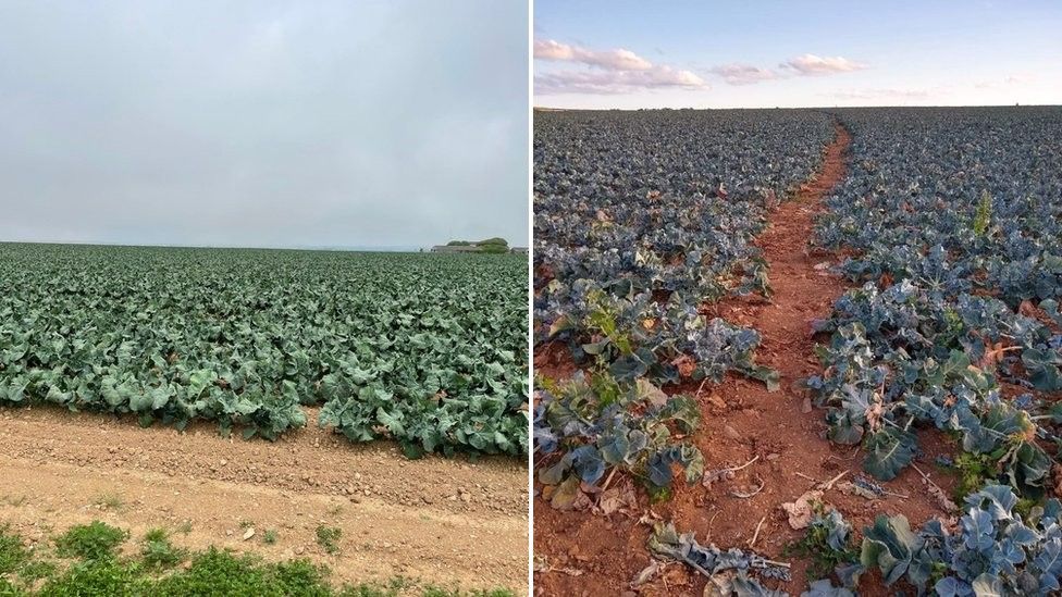 Brassica field before and after