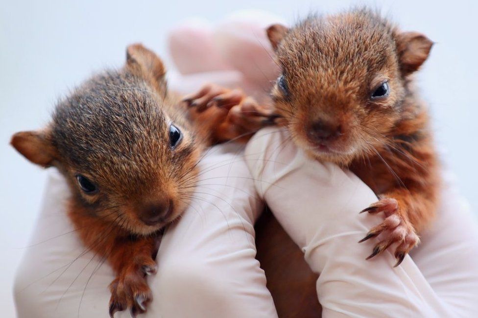 Baby squirrels taken under protection by the Duzce Department of Nature Conservation and National Parks teams