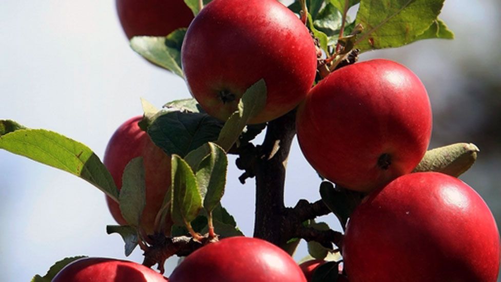 Hundreds of rare cider apples preserved in West country BBC News