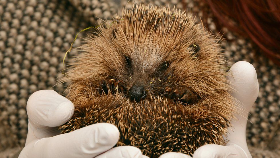 A hedgehog rolled into a ball with it's face visible being held in white gloved hands