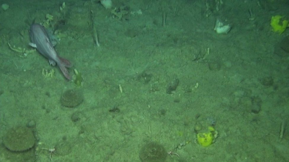 Sponges at the Rosemary Bank Seamount