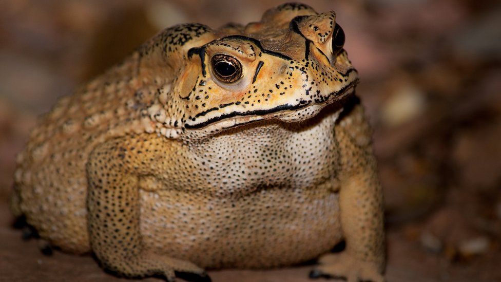 Duttaphrynus melanostictus - the Asian toad