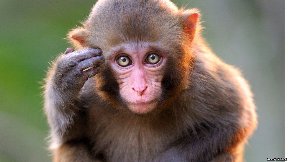 The researchers analysed brain activity in rhesus macaque monkeys