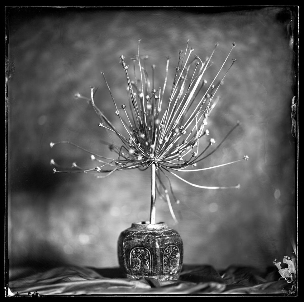 Black and white still life image of a spiky object