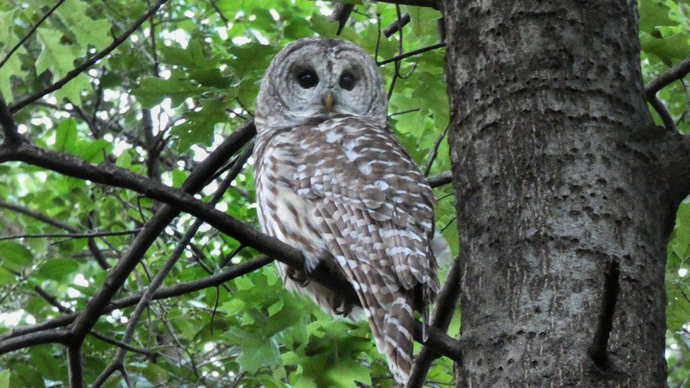 Barry the Barred Owl