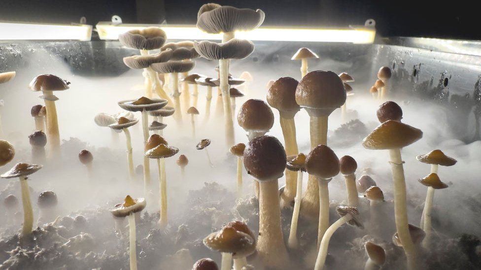 Псилоцибиновые грибы готовы к сбору во влажной «камере плодоношения»
