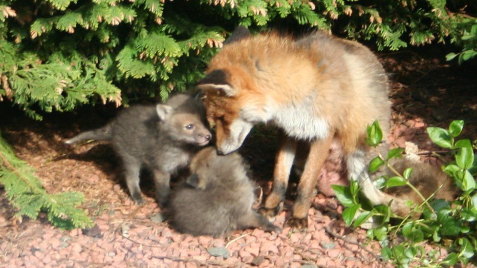 vixen with her cubs