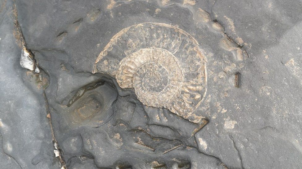 Damaged fossil