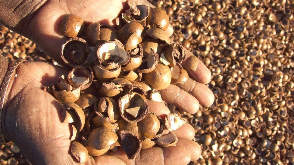 Macadamia nut shells