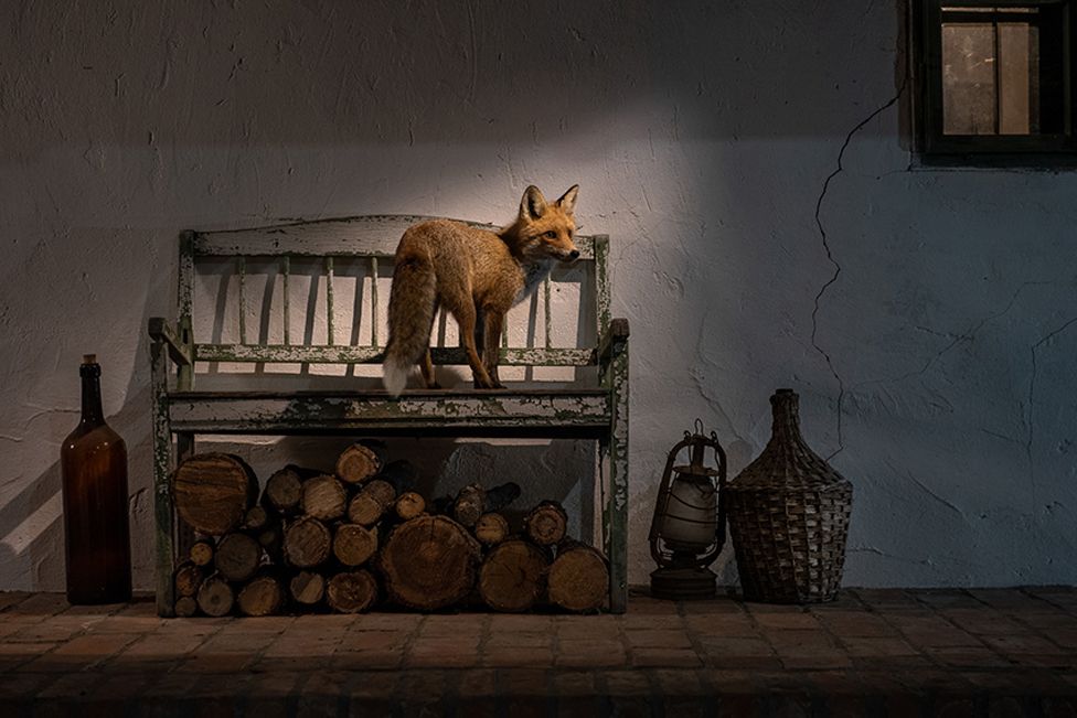 A fox on a garden bench