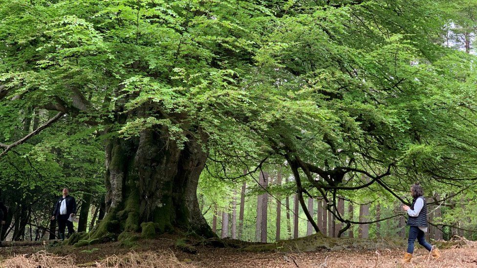 New Forest Tree Graffiti Goes On Display Online c News