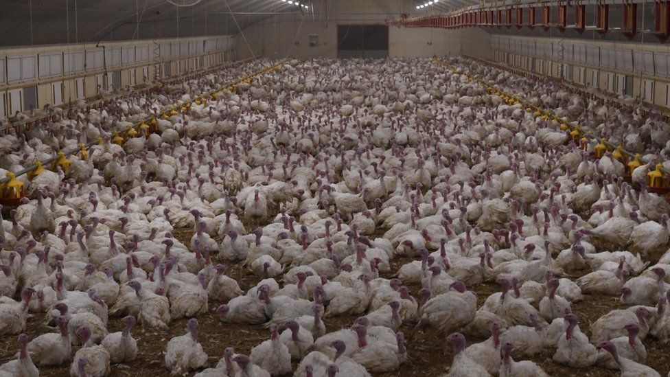 Turkey farm loses Red Tractor certification over 'cruelty' film - BBC News Turkey farm loses Red Tractor certification over 'cruelty' film - BBC News