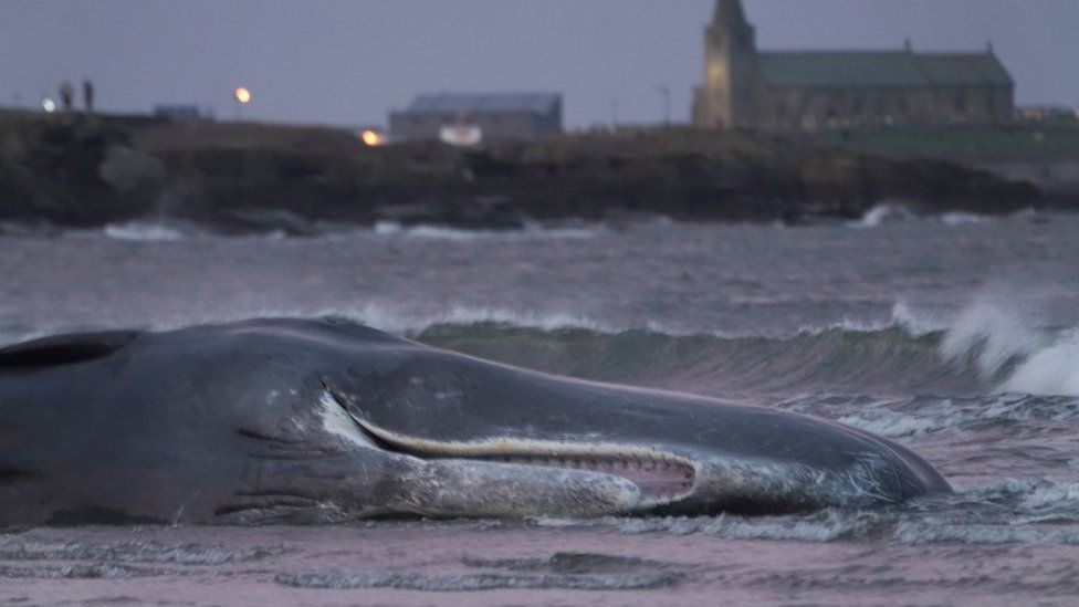 Sperm Whale Washes Up On Hell S Mouth Beach Gwynedd Bbc News