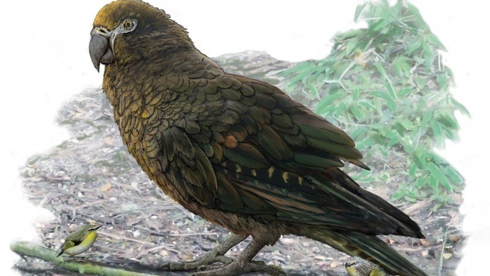 An artists' impression of the largest parrot ever found