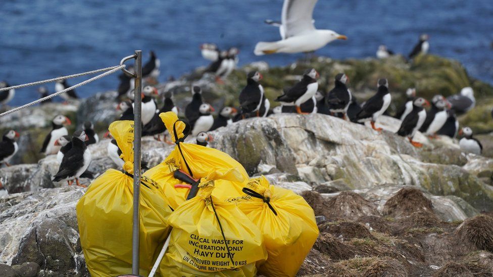 Dead seabirds on Farne Island