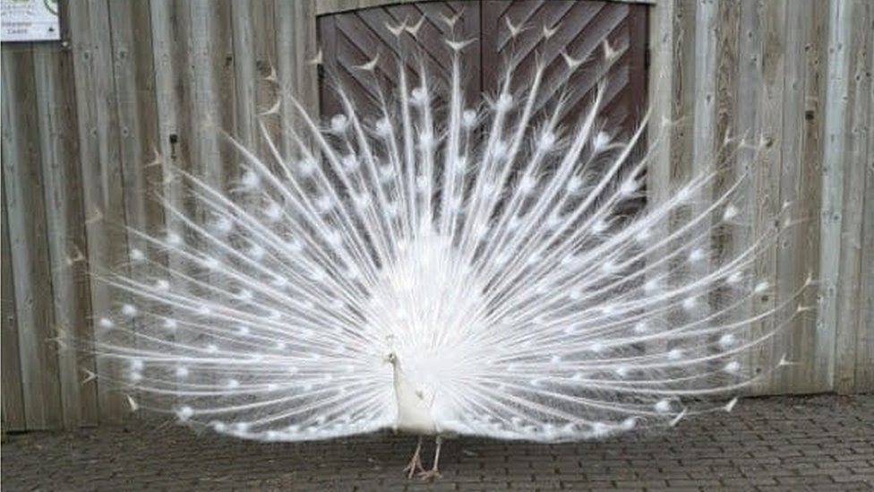 Snowy the peacock