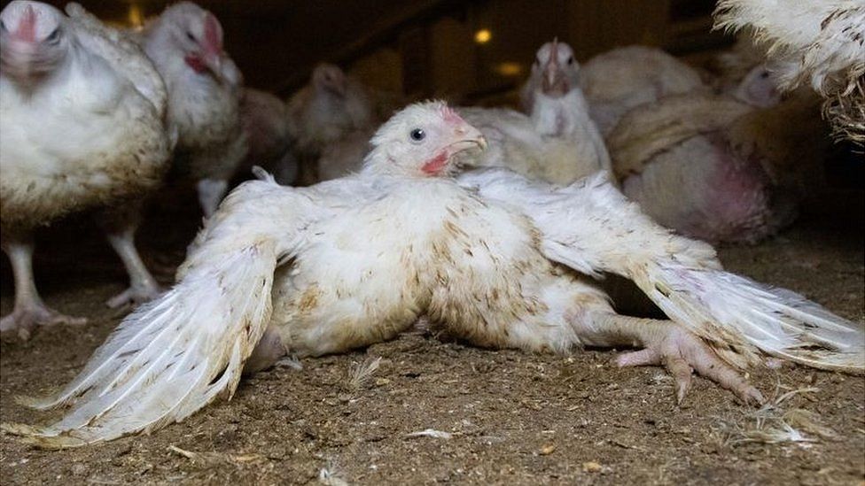Chicken farm welfare concerns