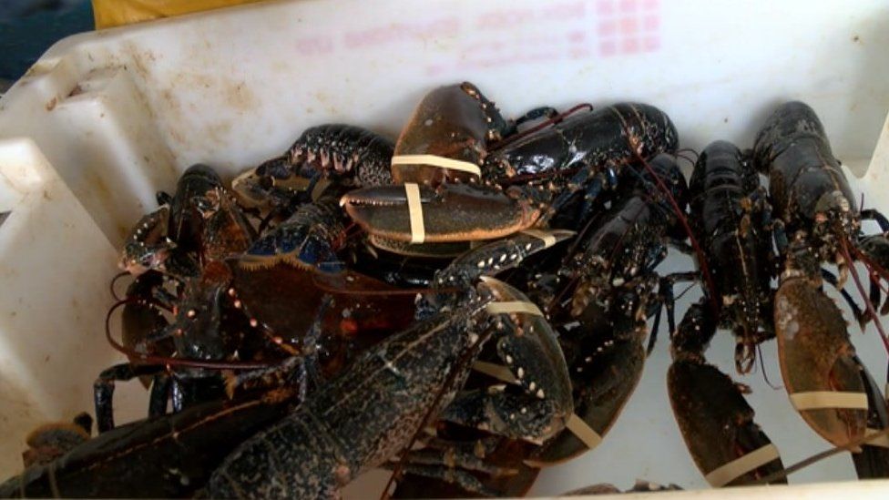 Charity criticised over Bridlington posters comparing dogs and lobsters ...