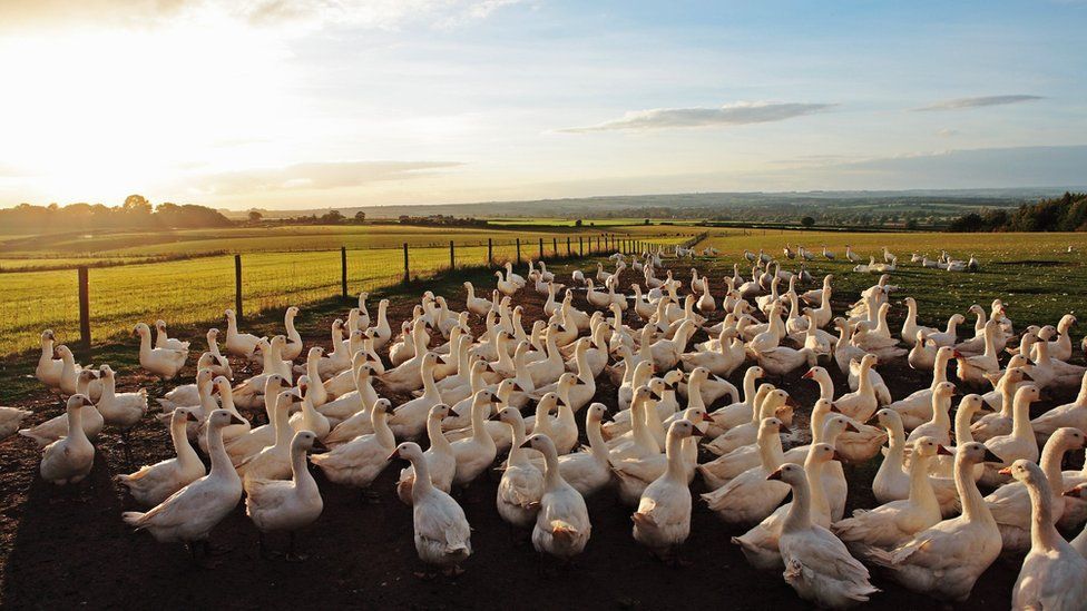 Geese outside on a farm