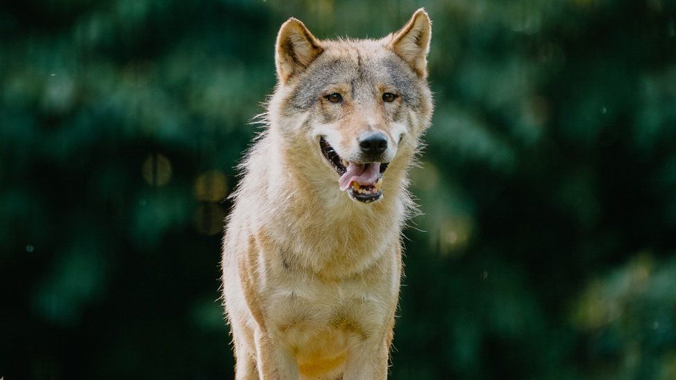 A male wolf looking at the camera