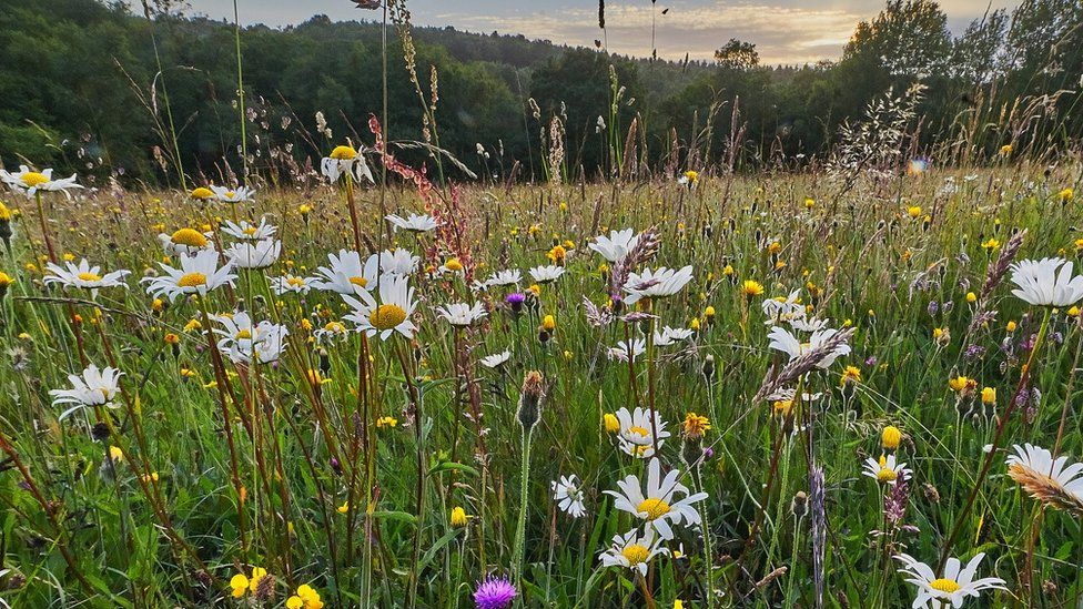 Native wild flowers in a field