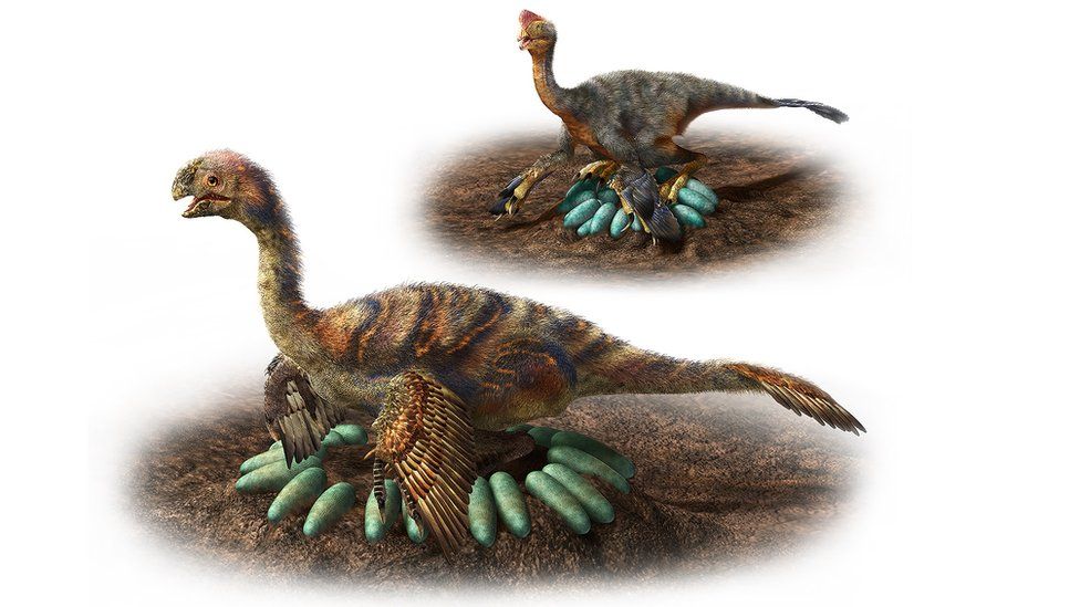 Two oviraptorosaurs sitting on clutches of eggs - in the foreground, the larger dinosaur has its eggs arranged around itself, in the background the smaller dinosaur sits on top of its eggs