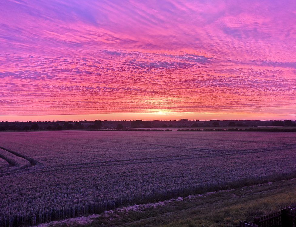 Purple and pink coloured sky over cornfields
