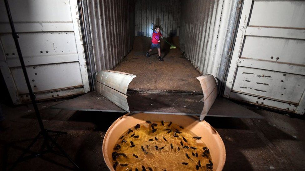 Ребенок преследует мышей из пшеничного трюма в наполненную водой ванну, действующую как ловушка на сельскохозяйственных угодьях Кол Тинка в сельскохозяйственном центре Нового Южного Уэльса в Даббо, 1 июня 2021 года