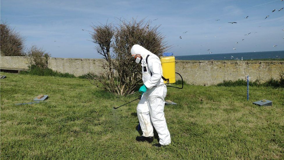 Disinfecting one of the nesting areas