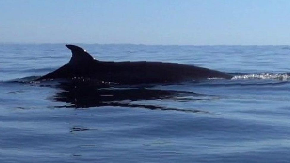 Whale spotted off Cornwall