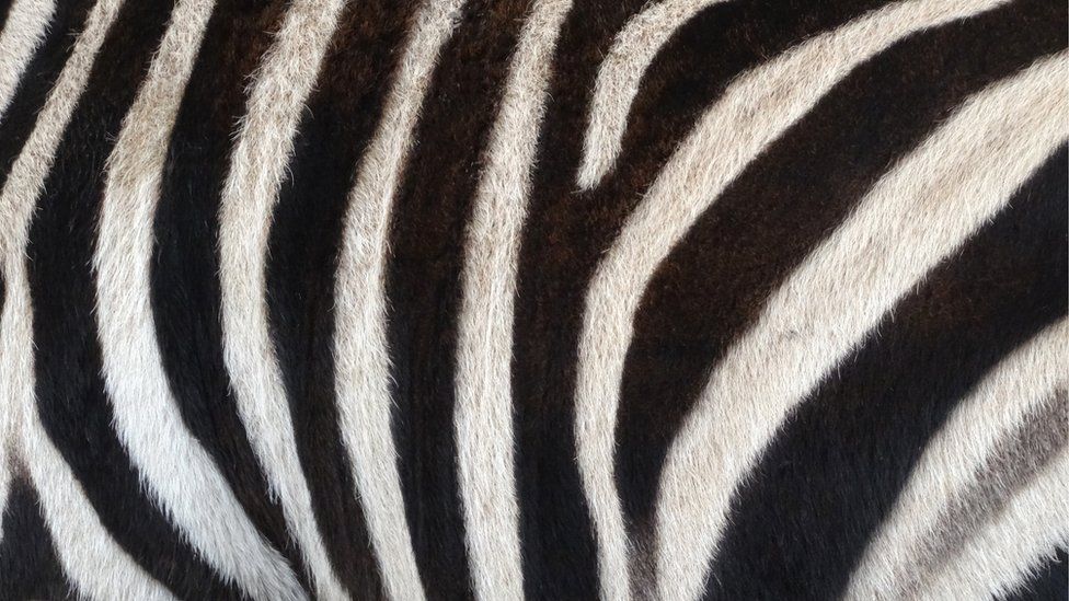 A zebra's stripes work like camouflage