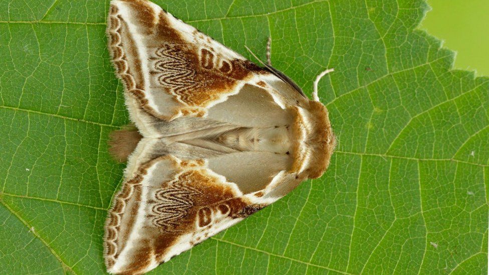 Buff Arches moth