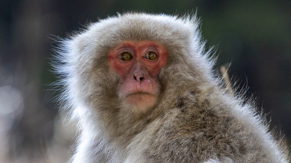 A Japanese macaque