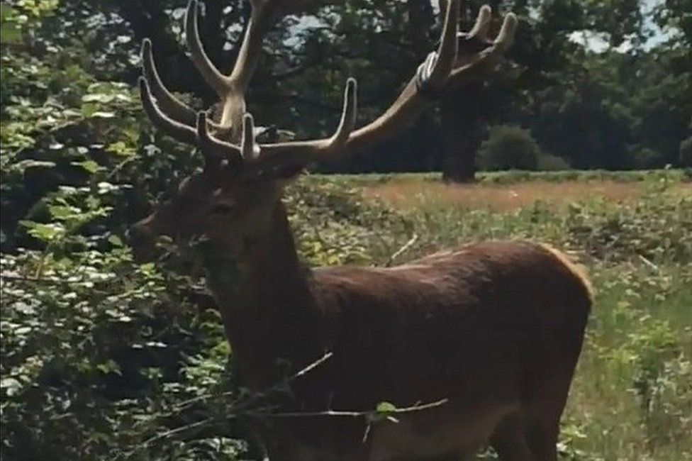 Deer in Richmond Park with inner tube stuck in antlers