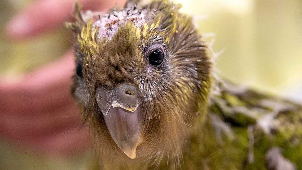 The kakapo chick is seen after its life-saving parrots