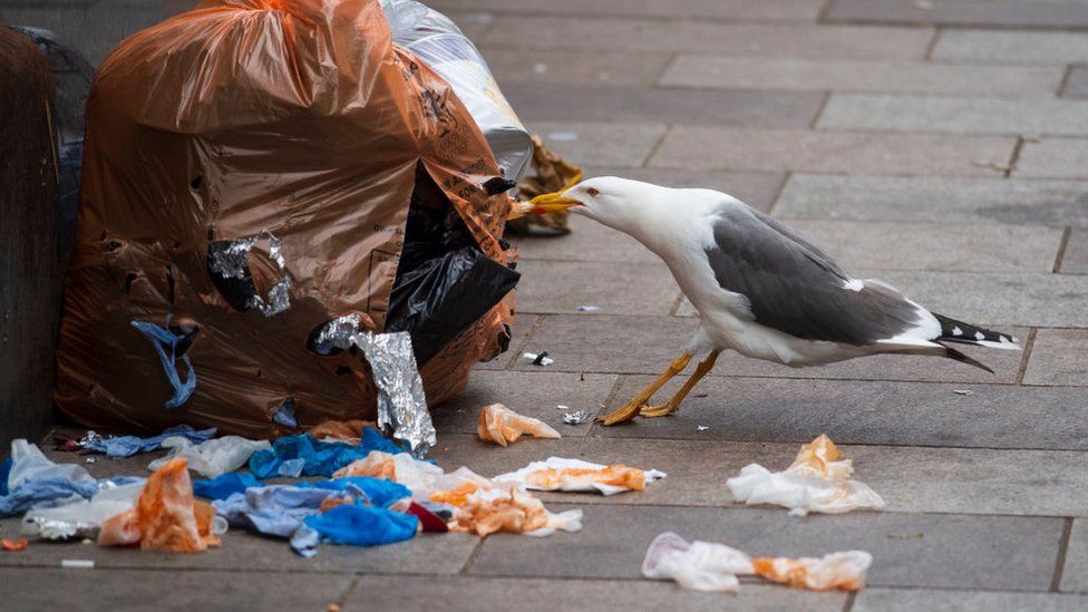 A seagull takes food from a trash bag
