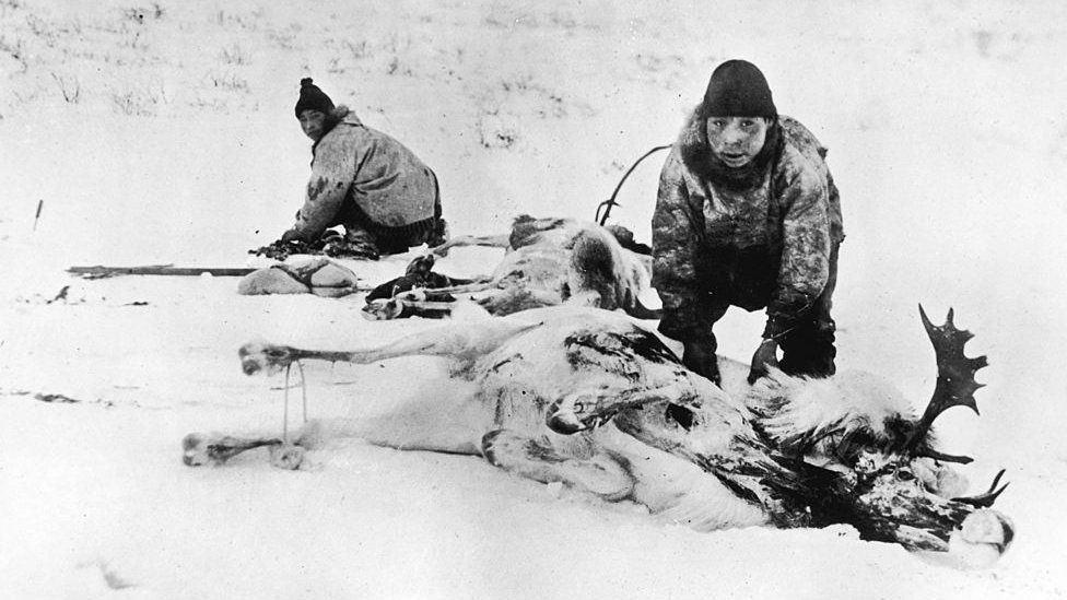 Two Inuit hunters in Canada strip the meat from a pair of reindeer carcasses, March 1924.