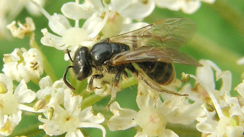 Lobe-spurred furrow bee
