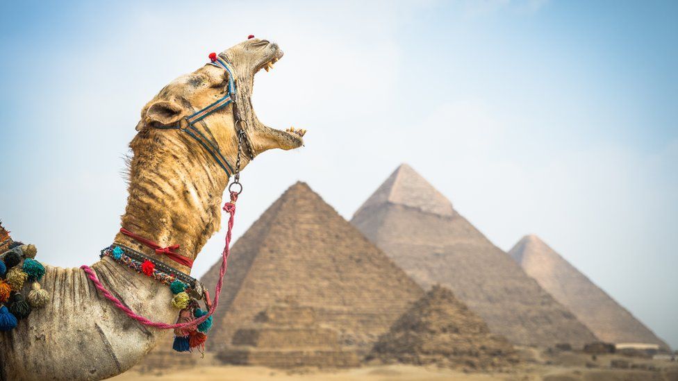 Camel yawning in front of pyramids