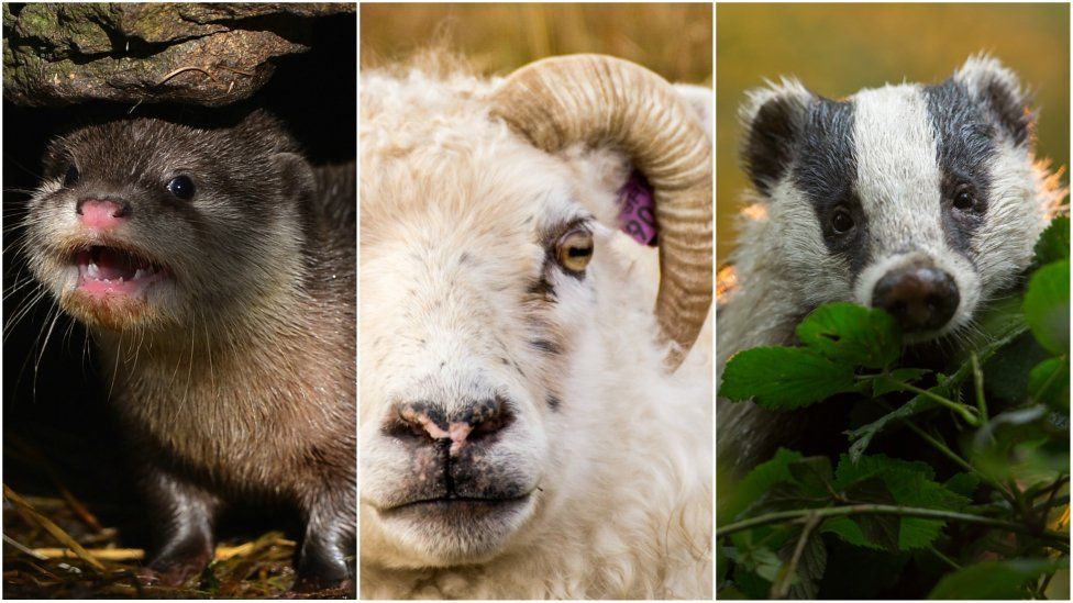 Image split into three. On the left is an angry looking otter, in the middle is an irritated looking sheep and on the far right is a timid looking badger.