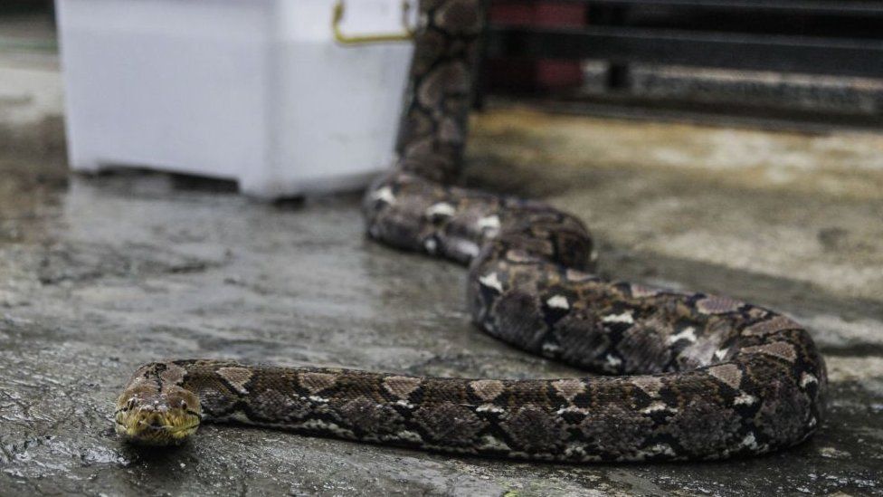 Anaconda Eating An Alligator