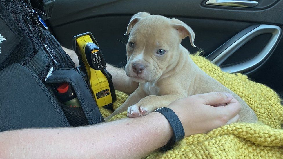 Bournemouth stolen puppy found by Essex Police BBC News