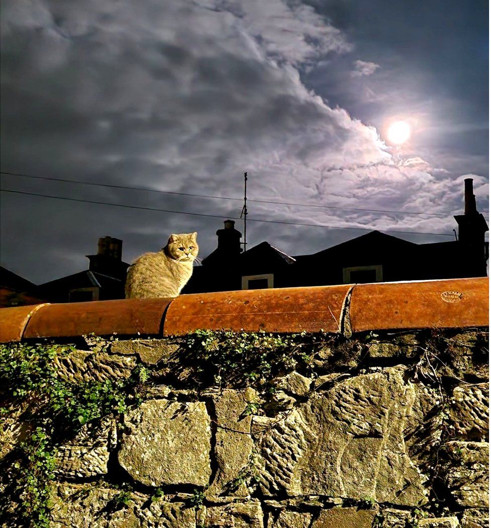 Cat on a wall in a back lane in Ayr